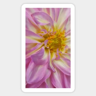 closeup macro photography of dahlia bloom in shades of pink and white coloured Sticker